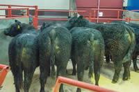 Galloways in the ring (1)